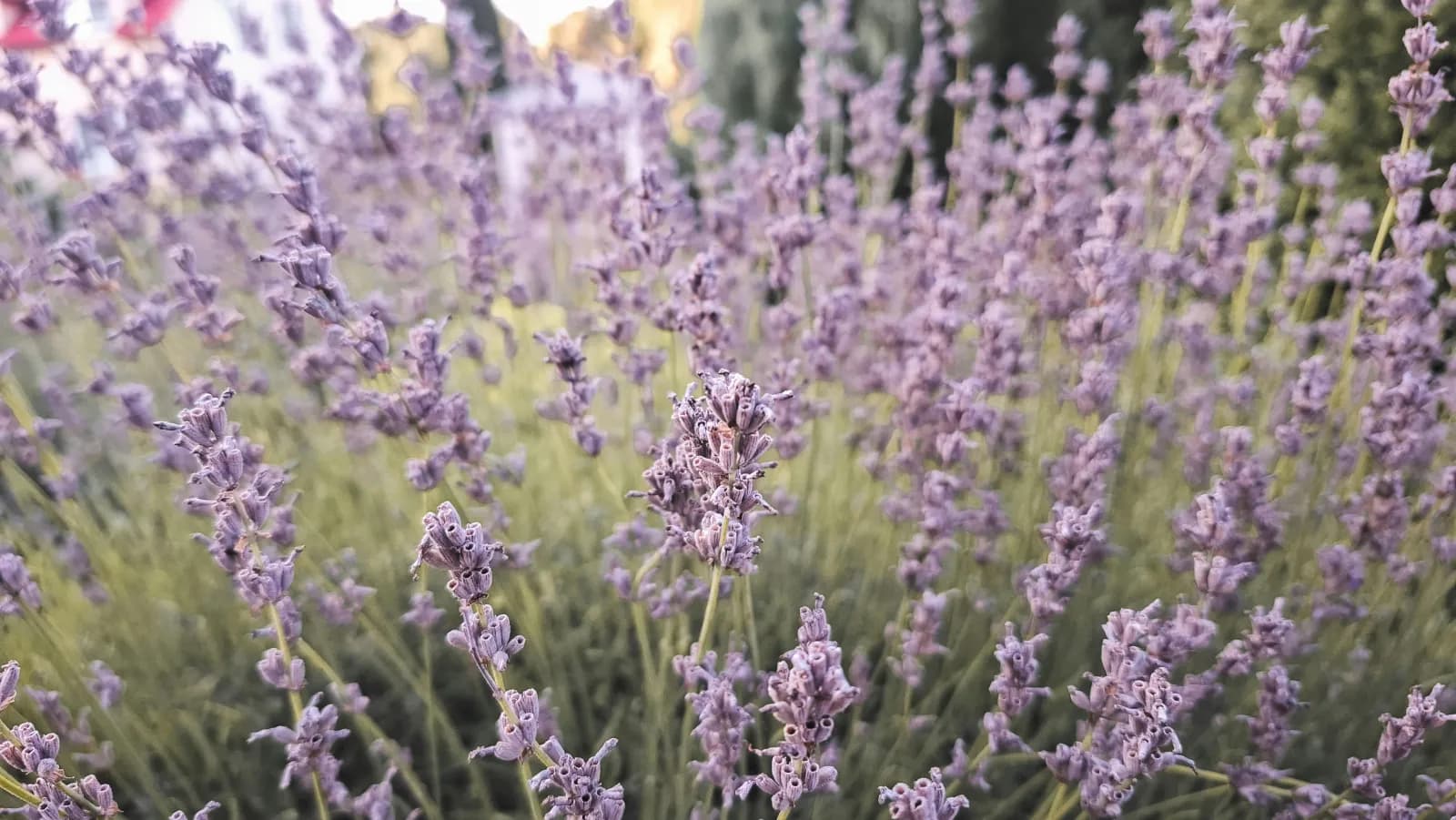 Calming Flowers