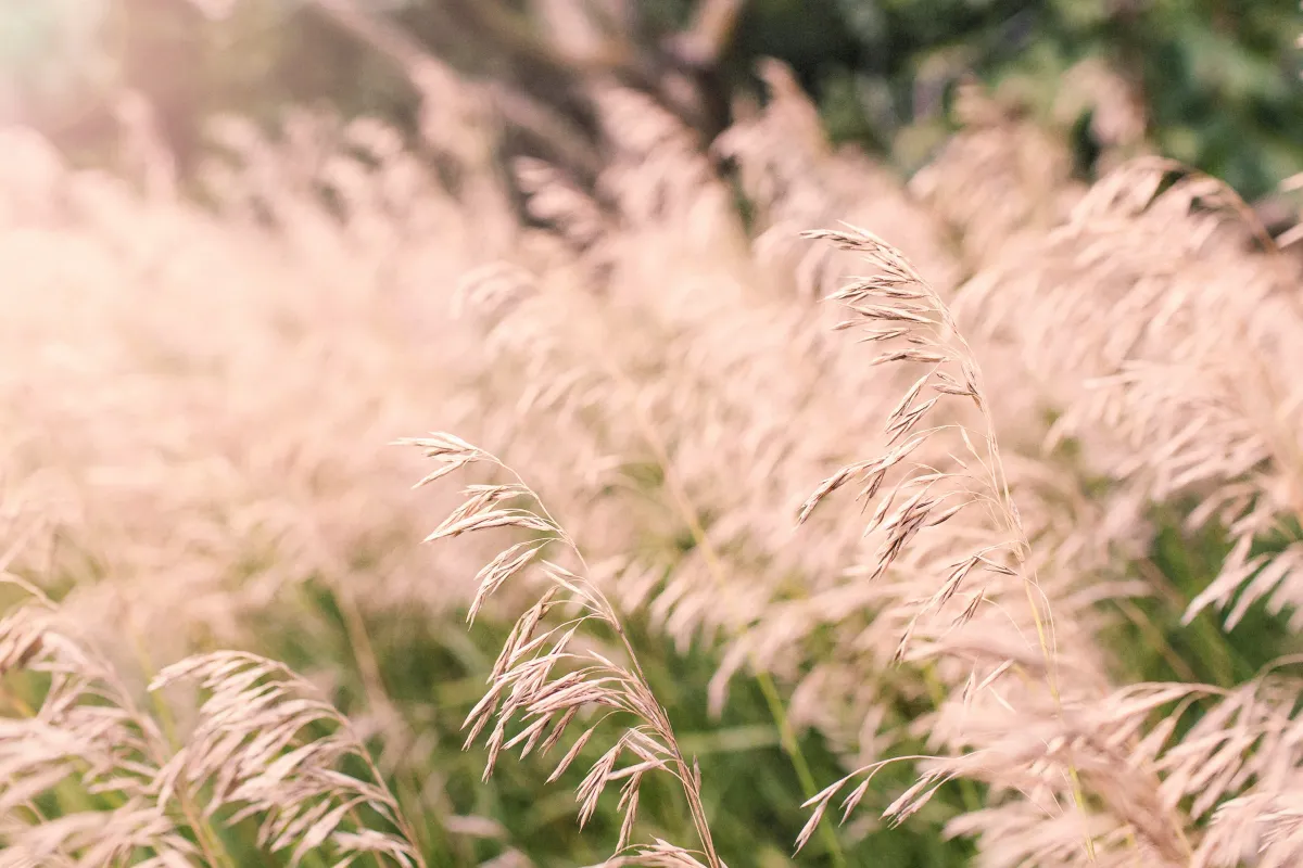 Calming Prairie Flowers